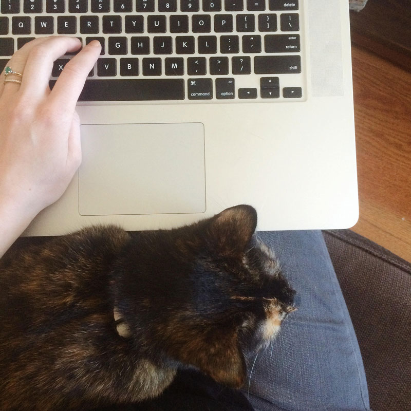 cats and code