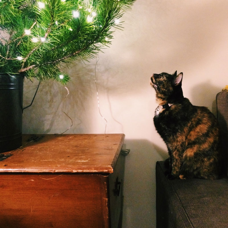 Image of Cat looking at Christmas tree