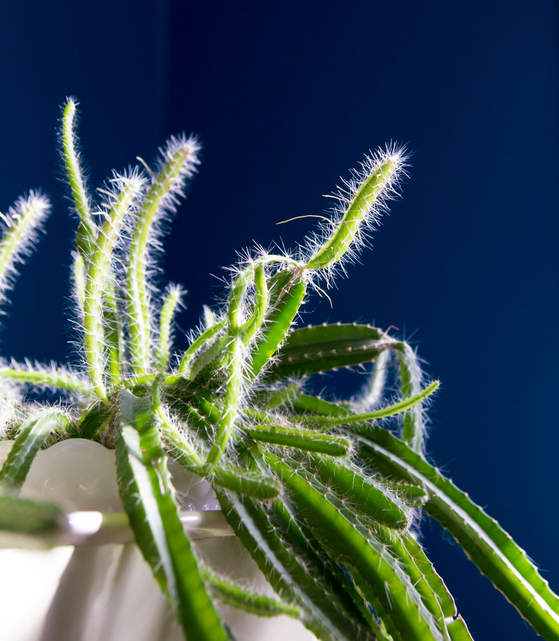 cactus in front of blue wall