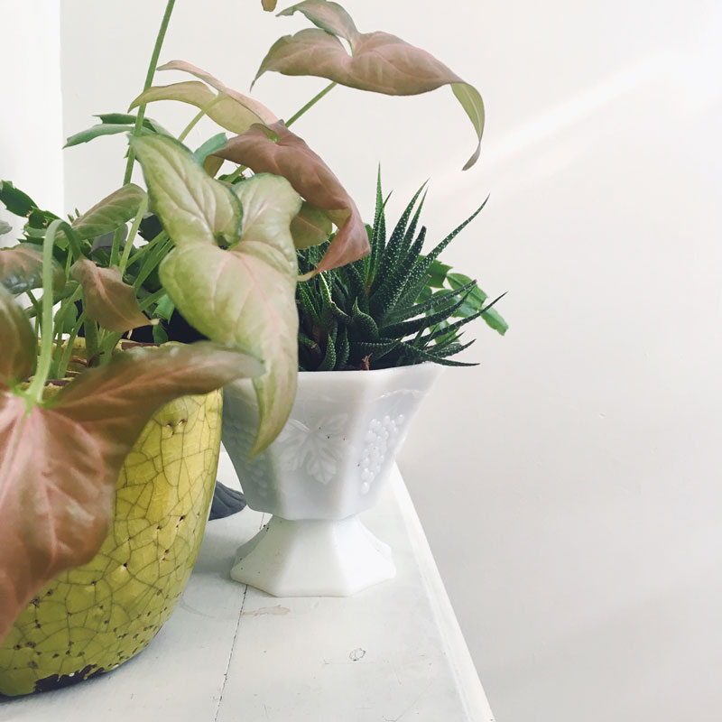 photo of plants on a small table