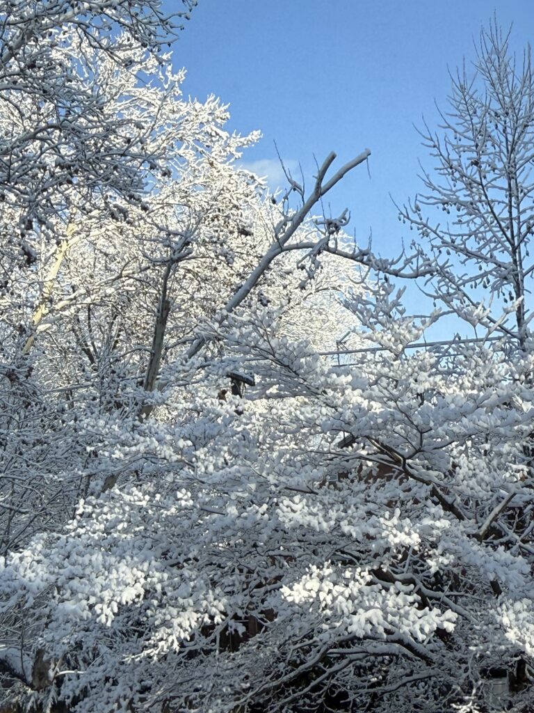 bright snow on dark branches against a blue sky