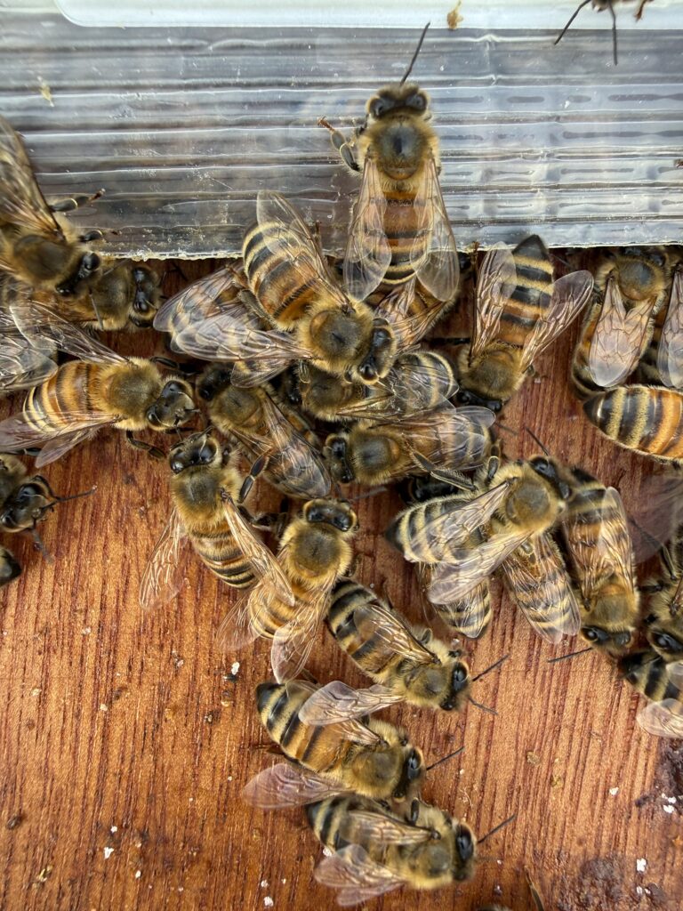 a cluster of bees on the inner cover