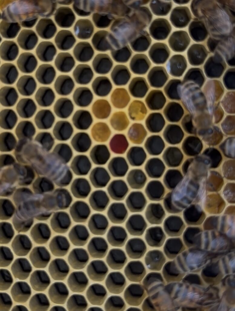 seven cells on honeycomb filled with pollen; the bottom cell is red pollen