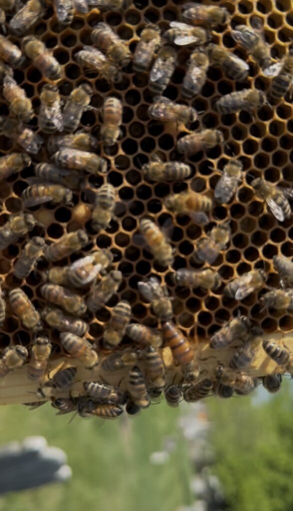Bees on a frame of comb. A queen is near the bottom of the frame.