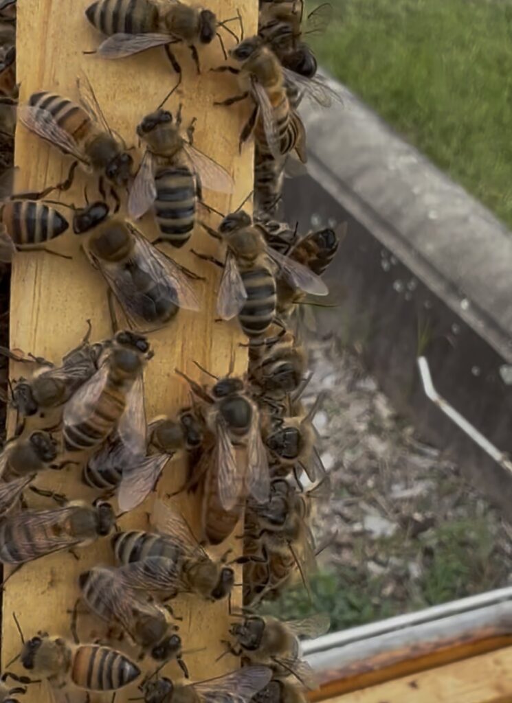 Bees on wooden frame. Queen bee is surrounded by workers and a drone