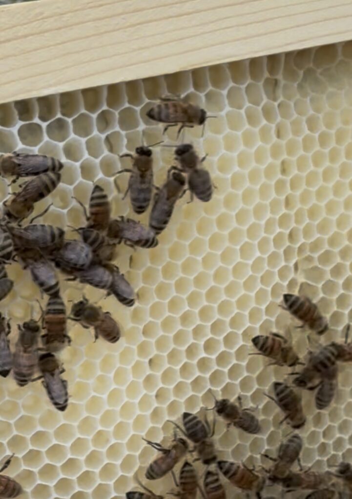 Bees walking on fresh white comb